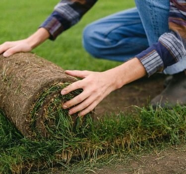 Sod Installation 1